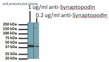OriGene BM5086P image 1
