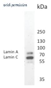 OriGene BM6000P image 1