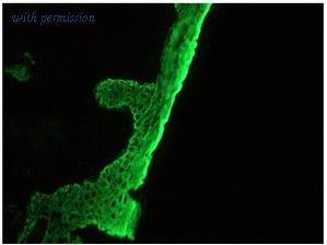OriGene BM6001P image 1