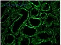 OriGene BM6005P image 1