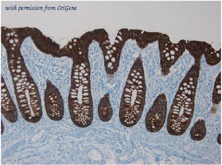 OriGene BM6006P image 1