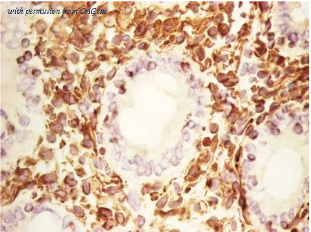 OriGene BM6008HRP image 1