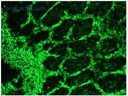 OriGene BM6008P image 1