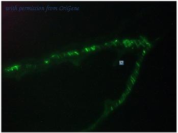 OriGene BM6010P image 1