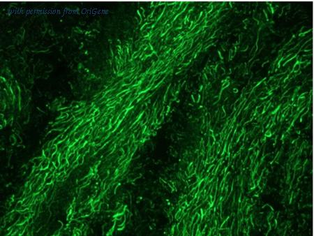 OriGene BM6011P image 1