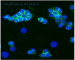 OriGene BM6015P image 1