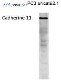 OriGene BM6020P image 1