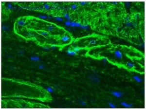 OriGene BM6029P image 1