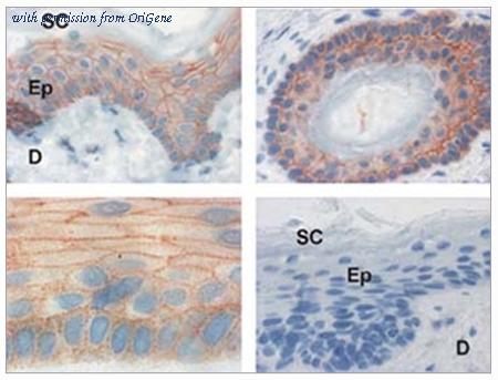 OriGene BM6031P image 1