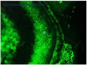 OriGene BM6043P image 1