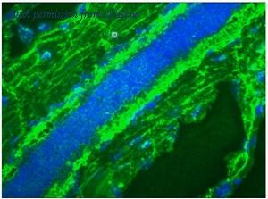 OriGene BM6047P image 1