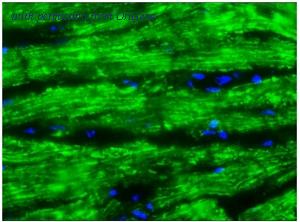 OriGene BM6052P image 1
