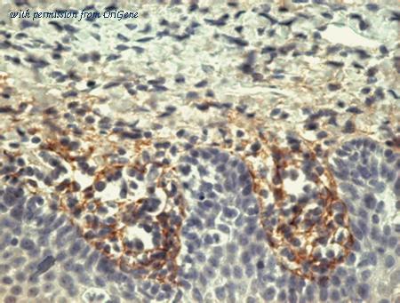 OriGene BM722S image 1