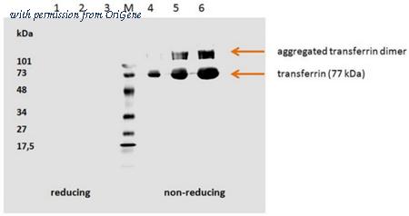 OriGene BM745AF image 1