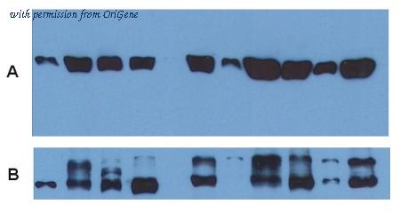 OriGene BM753S image 1