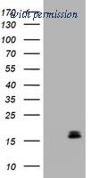 OriGene CF190005 image 1