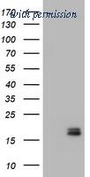 OriGene CF190009 image 1