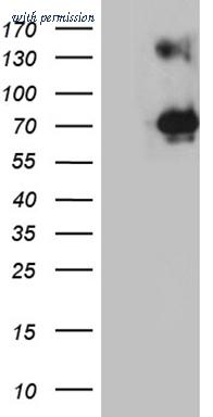 OriGene CF190077 image 1