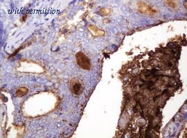 OriGene CF190082 image 1
