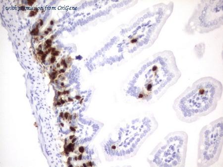 OriGene CF190090 image 1