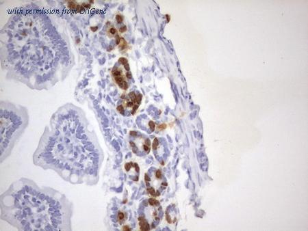 OriGene CF190091 image 1