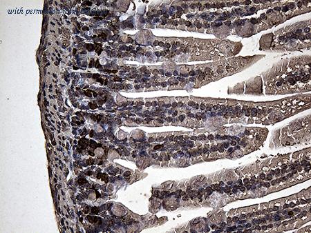 OriGene CF190092 image 1