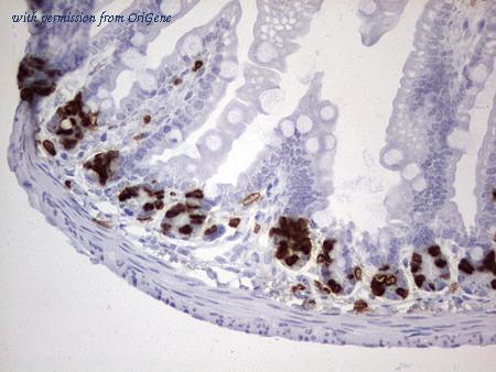 OriGene CF190093 image 1
