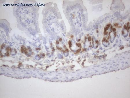 OriGene CF190094 image 1