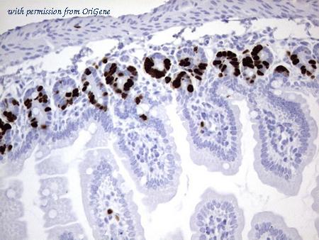 OriGene CF190098 image 1