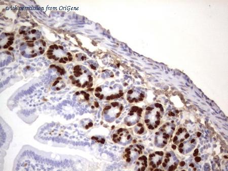 OriGene CF190120 image 1