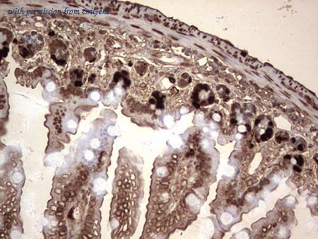 OriGene CF190121 image 1