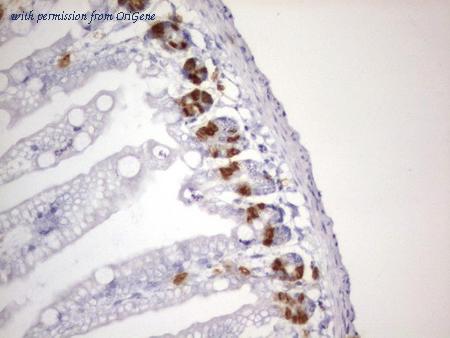 OriGene CF190124 image 1