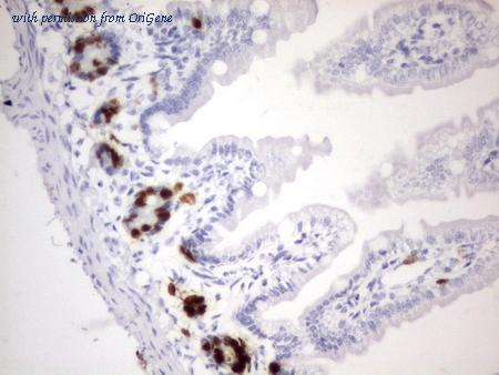 OriGene CF190125 image 1