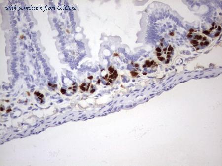 OriGene CF190126 image 1