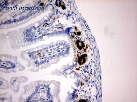OriGene CF190130 image 1