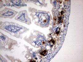 OriGene CF190133 image 1