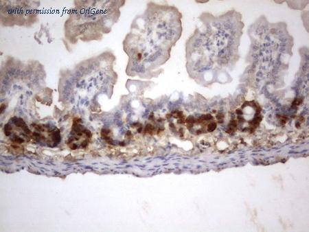 OriGene CF190139 image 1
