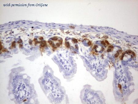 OriGene CF190140 image 1