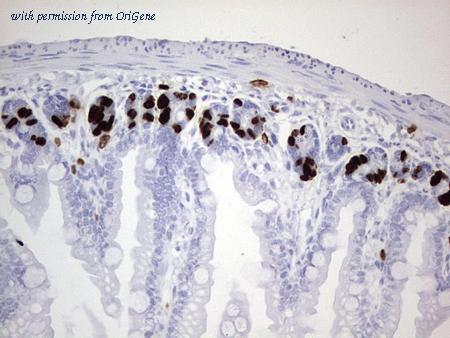 OriGene CF190141 image 1