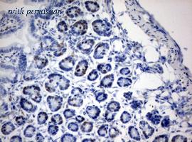 OriGene CF190142 image 1