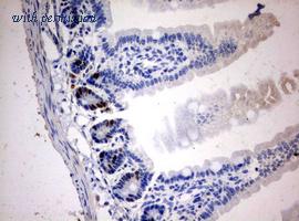 OriGene CF190146 image 1