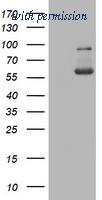 OriGene CF190160 image 1
