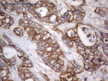 OriGene CF190167 image 1