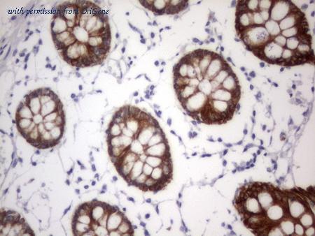 OriGene CF190168 image 1