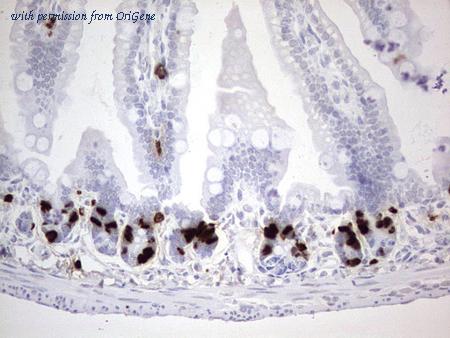 OriGene CF190195 image 1