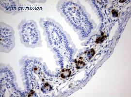 OriGene CF190199 image 1