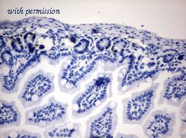 OriGene CF190200 image 1