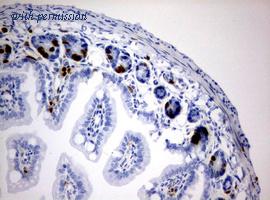 OriGene CF190206 image 1