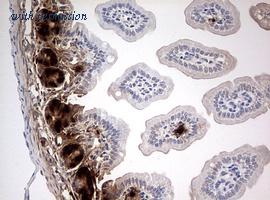 OriGene CF190207 image 1