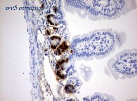 OriGene CF190212 image 1